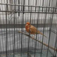 قناری ماده|پرنده|کرمانشاه, |دیوار