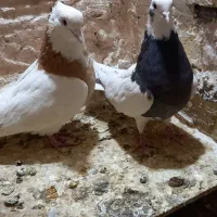 یک جفت طوقی|پرنده|تاکستان, |دیوار