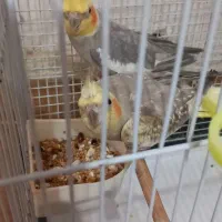 طوطی عروس جفت آماده تخم گذاری|پرنده|فومن, |دیوار