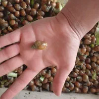 به علت تکثیر زیاد|خزنده|گلستان (تهران), |دیوار