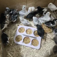 جوجه لاری استرالوپ