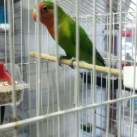 طوطی برزیلی نر گرینچیک جفت مولد جوجه نر ماده|پرنده|تهران, جوادیه|دیوار