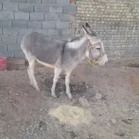فروش الاغ یکساله نیم ماده آروم برای سواری|حیوانات مزرعه|مهریز, |دیوار
