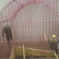جفت عروس هلندی مولد|پرنده|قم, قلعه یزدیها|دیوار