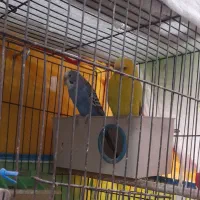 مرغ عشق|پرنده|بوشهر, |دیوار