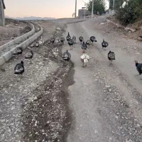 بوقلمون نر وماده|حیوانات مزرعه|دشت ذهاب, |دیوار