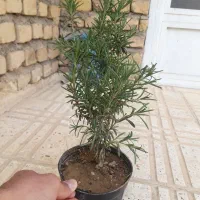گیاه ۴ فصل روزماری