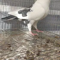 کبوتر زینتی تزئینی قره سوری سفید