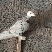 کبوتر