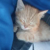 بچه گربه|گربه|خمینی‌شهر, |دیوار