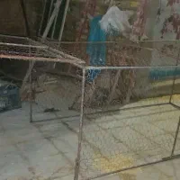 قفسکبوتر|لوازم جانبی حیوانات|کاخک, |دیوار