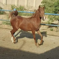 نریون سر و دمگیر کره سهیل حیدر