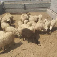 میشینه-فروش یکجا|حیوانات مزرعه|کرمان, |دیوار