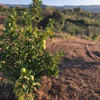 فروش باغ مرکبات