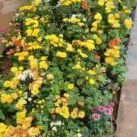 انجام کلیه کارهای باغبانی وباغچه|خدمات باغبانی و درختکاری|اهواز, بهارستان|دیوار