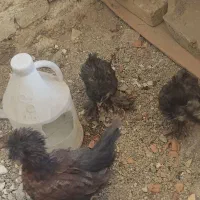 فروش چهار عدد جوجه سلطانی