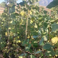 نهال صنوبر ترک و تبریزی یکساله و دوساله|خدمات باغبانی و درختکاری|مینودشت, |دیوار