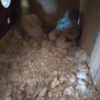 کوتوله مولدباجوجه .گریچیک مولدآماده|پرنده|آران و بیدگل, |دیوار