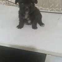 واگذاری سگ پامر فسقلی|سگ|شهریار, بکه|دیوار