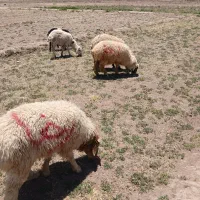 گله‌فروشی