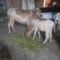 گاو با گوساله نر