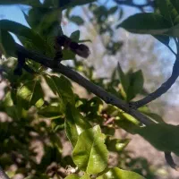 زمین کشاورزی بادام