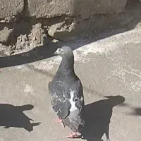 کبوتر سنگی|پرنده|سراوان, |دیوار