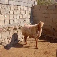 مغان درج یک|حیوانات مزرعه|صحنه, |دیوار