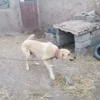 سگ نگ|سگ|نیشابور, بیمارستان عطار نیشابوری|دیوار