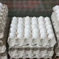 پخش تخم مرغ روزبامدیریت رضایی
