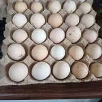 تخم نطفه دار