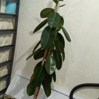 گل طبیعی