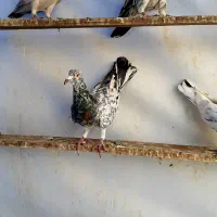 هفترنگ خطی|پرنده|قزوین, |دیوار
