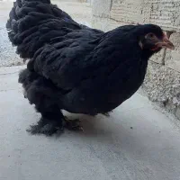 تخم مرغ نطفه دار مرندی|حیوانات مزرعه|شهرضا, |دیوار