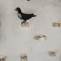 گوره سیاه ماده