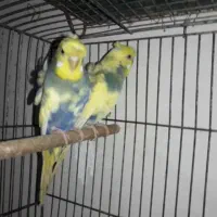 مرغ عشق پروانه ای دوگل رنگین کمانی با جوجه سرلاکی|پرنده|قائم‌شهر, |دیوار