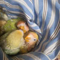 جوجه سرلاکی برزیلی