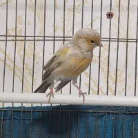 قناری نر سیلور کوتاه بلند