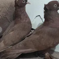 کبوترراعبی ودوتاتخم نطفه دار