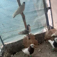 کفتر|پرنده|یزد, |دیوار