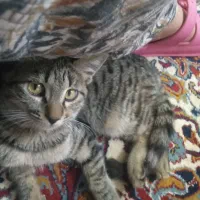 گربه دورگه ماده سن6ماه