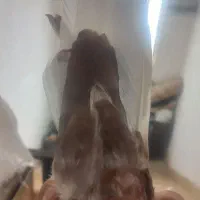 جفت یال سرخ گلدار وسرخ دم سفید نر|پرنده|شیراز, فاضل|دیوار