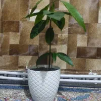 نهال انبه