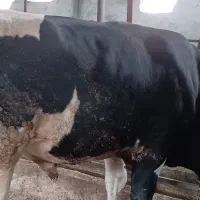 گاو گوساله جوانه نر تخمی و پرواری سیمینتال|حیوانات مزرعه|چمستان, |دیوار