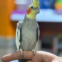 طوطی عروس هلندی سوپر رام و سخنگو ۲تا ۷ ماه|پرنده|قائمشهر, |دیوار