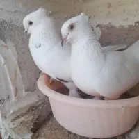 تعدادی کبوتر بوشهری اصیل