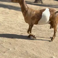 حیوون قشنگ|حیوانات مزرعه|طبس, |دیوار