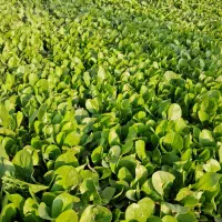 نشاع کاهو رسمی|خدمات باغبانی و درختکاری|جوادآباد, |دیوار