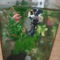 آکواریوم با ماهی|ماهی|شیراز, شاپورجان|دیوار