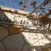 کفتر انگلیسی درجه یک|پرنده|رباط‌کریم, رباط‌کریم|دیوار